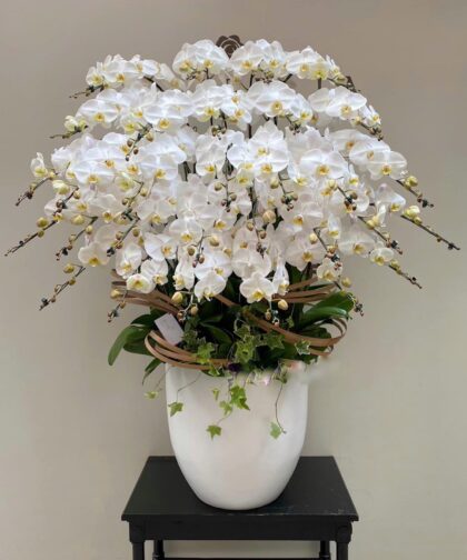 ORCHIRD WHITE 25C