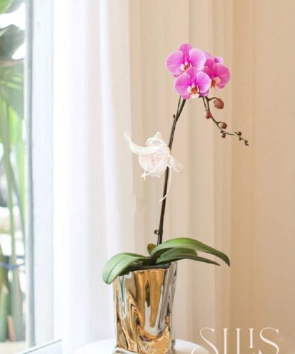 MINI ORCHID HOT PINK