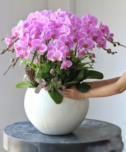 Hoa lan phong thủy.