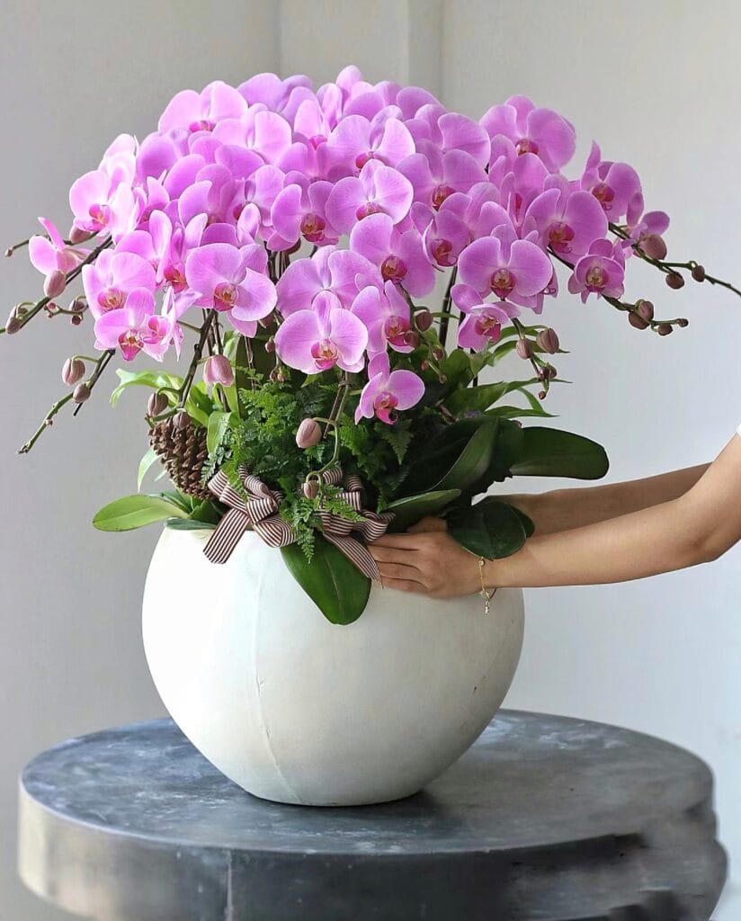 Hoa lan hồ điệp