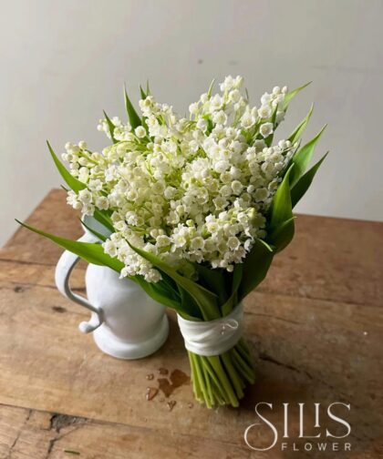 MAY LILY - BRIDAL FLOWER