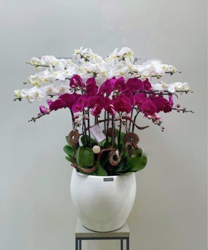 ORCHID MEGATA WHITE 20C