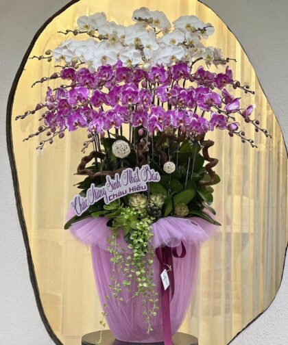 ORCHID WHITE MAGENTA 40C