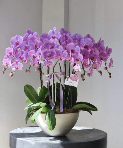 ORCHID HOT PINK 8C