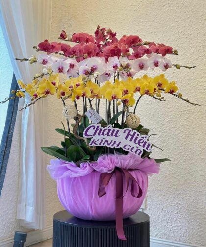 ORCHID COLORFULL 25C