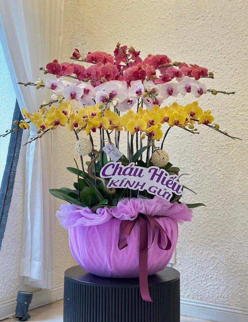 ORCHID COLORFULL 25C