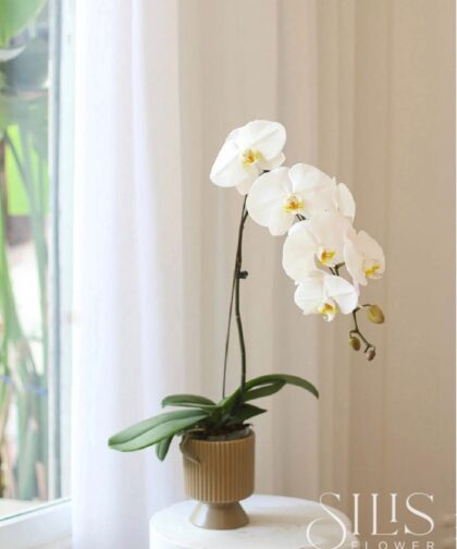 MINI ORCHID WHITE