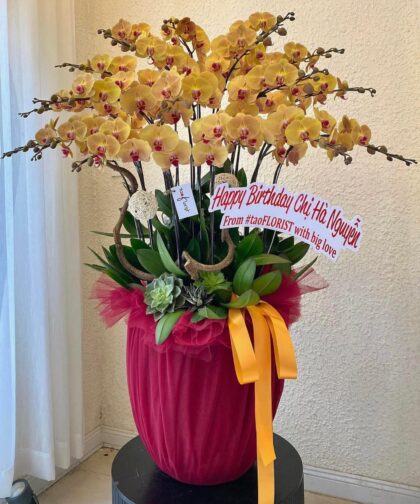 ORCHID YELLOW ORANGE 15C