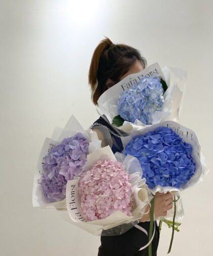 SINGLE HYDRANGEA