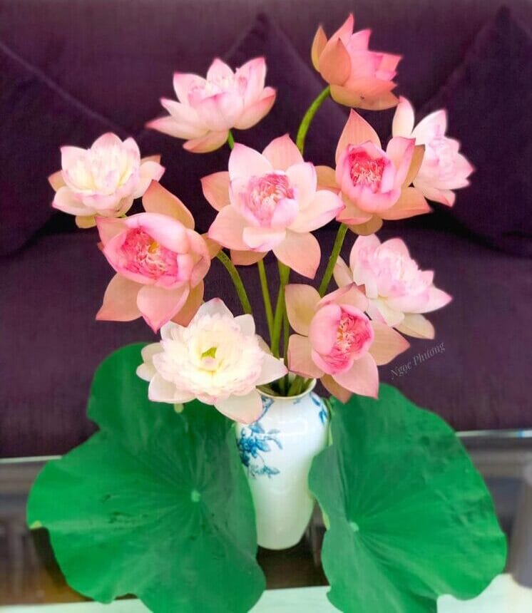 Ý nghĩa của hoa sen đối với người Việt Nam | Silis Flower