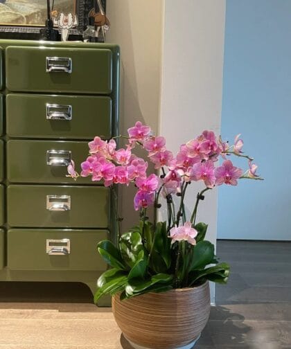 Cách bảo quản hoa lan hồ điệp tươi lâu và bền đẹp