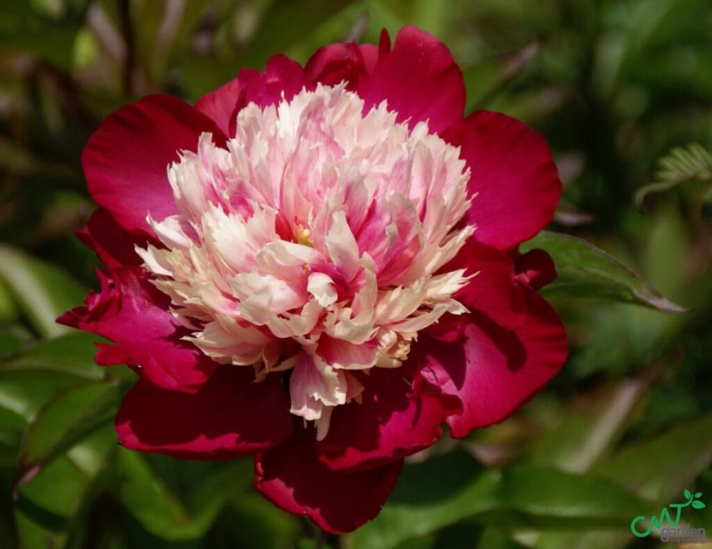 Gợi ý hoa có màu sắc hiếm tại Silisflower