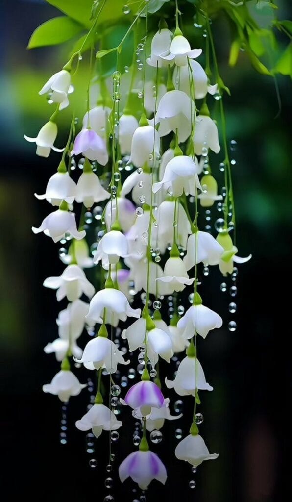 Mẹo chọn hoa nhập khẩu chất lượng cao.