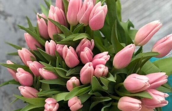 Bí quyết chọn và giữ hoa tulip tươi lâu
