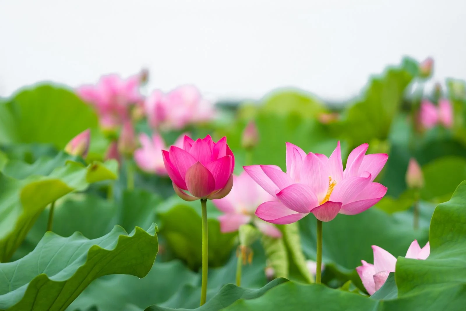 Ý nghĩa của hoa sen đối với người Việt Nam | Silis Flower