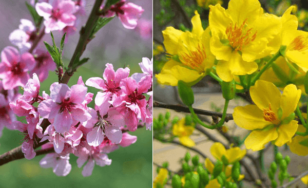 Những Loại Hoa Nở Vào Mùa Xuân Đẹp Nhất | Silis Flower