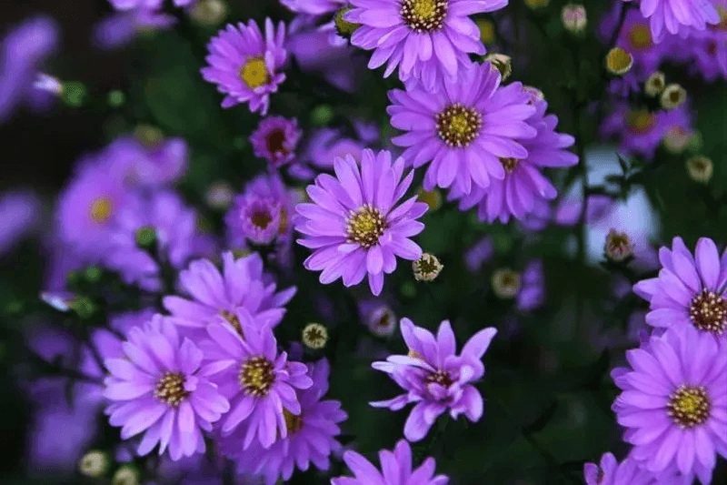 Những Loại Hoa Có Thể Ăn Được: Khám Phá Lợi Ích Và Cách Chế Biến – SilisFlower