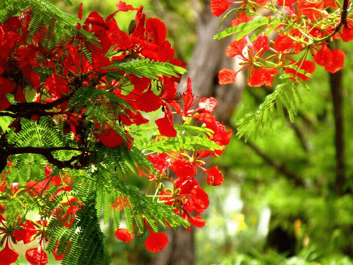 Mùa Hè: Khi sắc màu bùng nổ