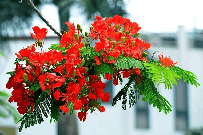 Hoa Phượng