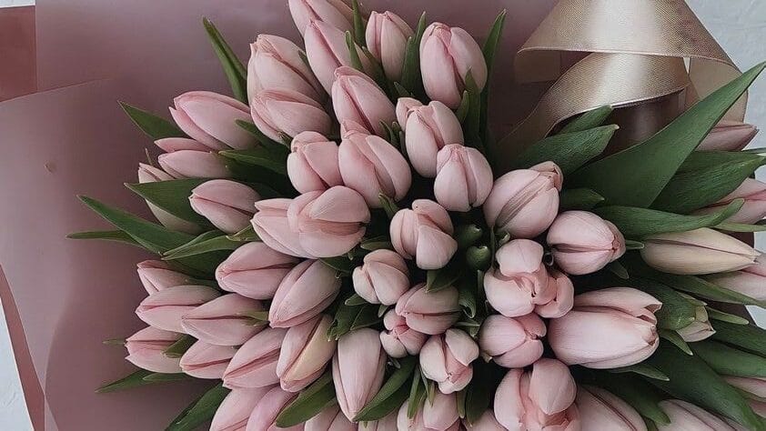 Nguồn gốc và hành trình của hoa tulip đến với thế giới