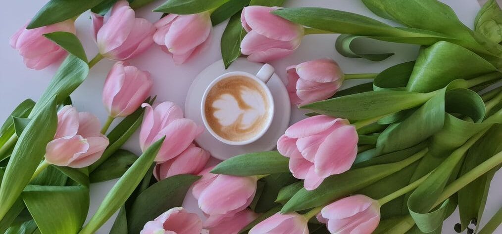 Ý nghĩa của hoa Tulip hồng