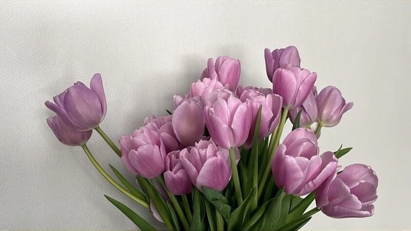Ý nghĩa của hoa Tulip tím