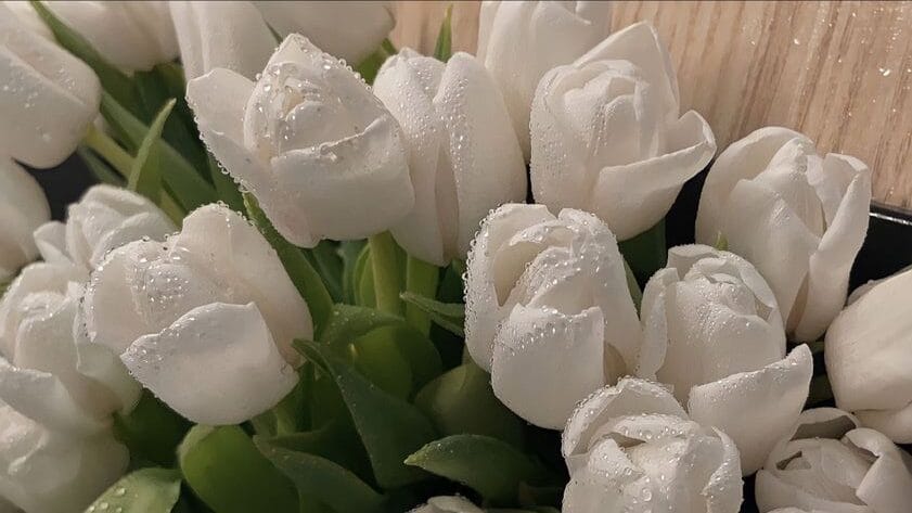 Ý nghĩa của hoa Tulip trắng