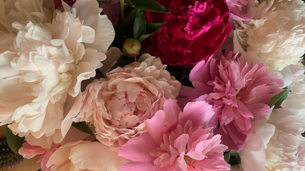 Hoa mẫu đơn phong thủy Silis Flower: Biểu tượng phú quý và sắc đẹp