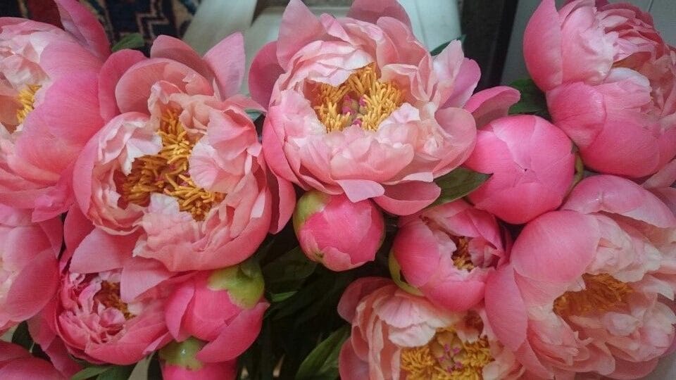 Ý nghĩa hoa mẫu đơn trong văn hóa Phương Tây