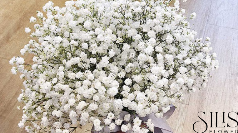 Khám Phá Ý Nghĩa Hoa Baby Cùng Silis Flower