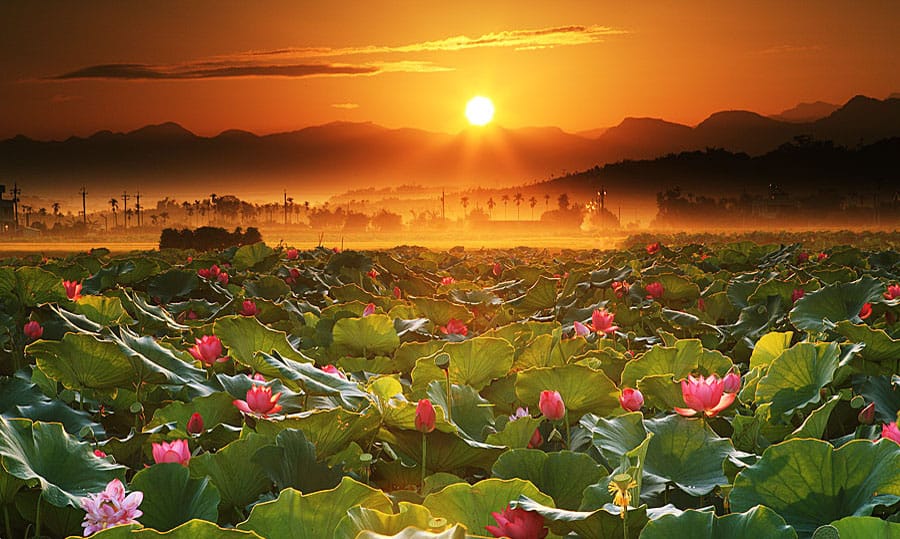 Ý nghĩa hoa sen – Cùng SilisFlower Tìm hiểu về biểu tượng và thông điệp hoa sen trong văn hóa và đời sống