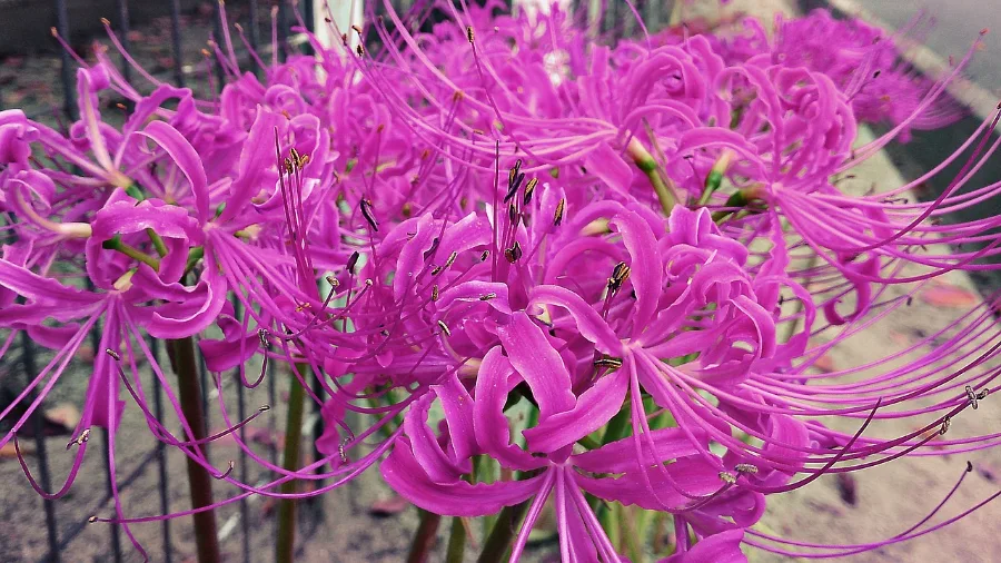 Hoa bỉ ngạn ý nghĩa