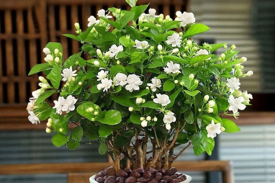 Hoa Nhài Phong Thủy