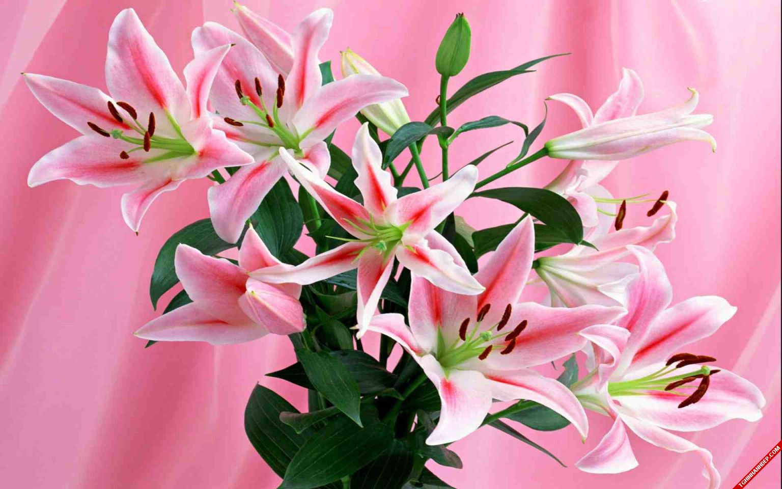 Khám phá hoa ly phong thủy: Biểu tượng thanh tao