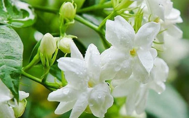 Hoa Nhài Phong Thủy