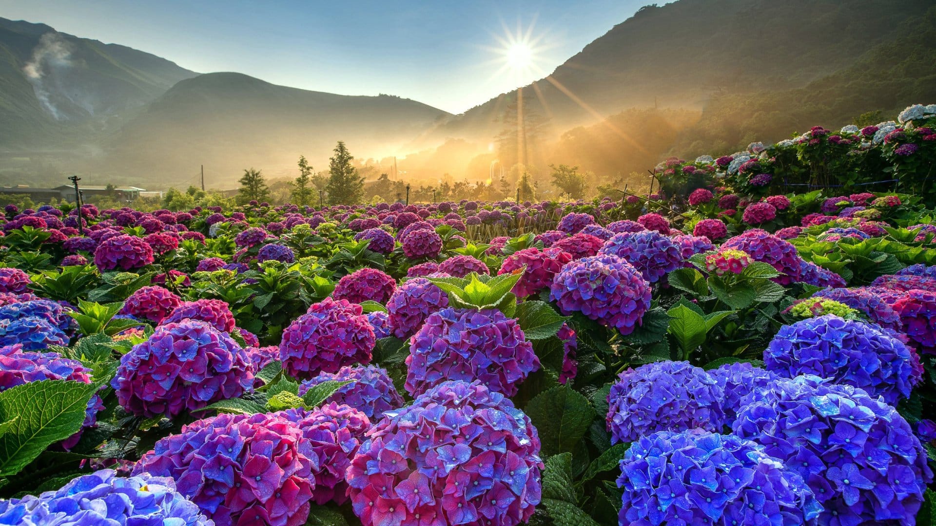 Ý nghĩa hoa cẩm tú cầu – Khám phá vẻ đẹp và thông điệp của loài hoa này cùng Silis Flower