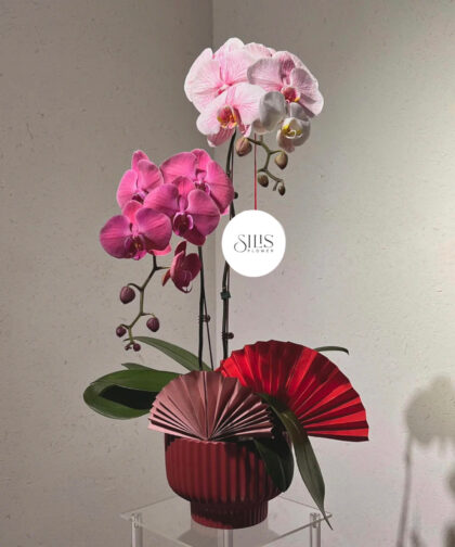 CHẬU LAN HỒ ĐIỆP MINI ĐỎ/HỒNG