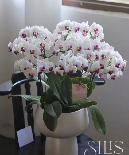 CHẬU LAN HỒ ĐIỆP MINI TRẮNG