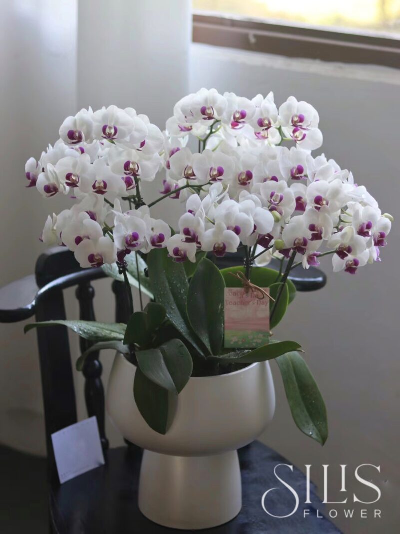 CHẬU LAN HỒ ĐIỆP MINI TRẮNG