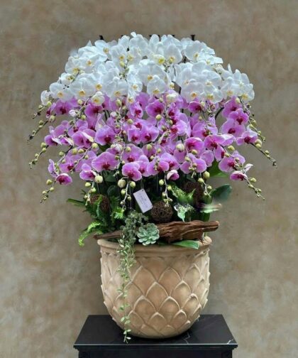 CHẬU LAN HỒ ĐIỆP TRẮNG/TÍM SIZE M