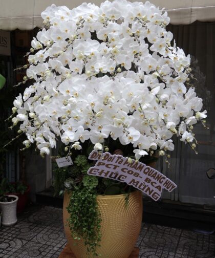 LAN HỒ ĐIỆP TRẮNG 55C - WHITE ORCHID 55C
