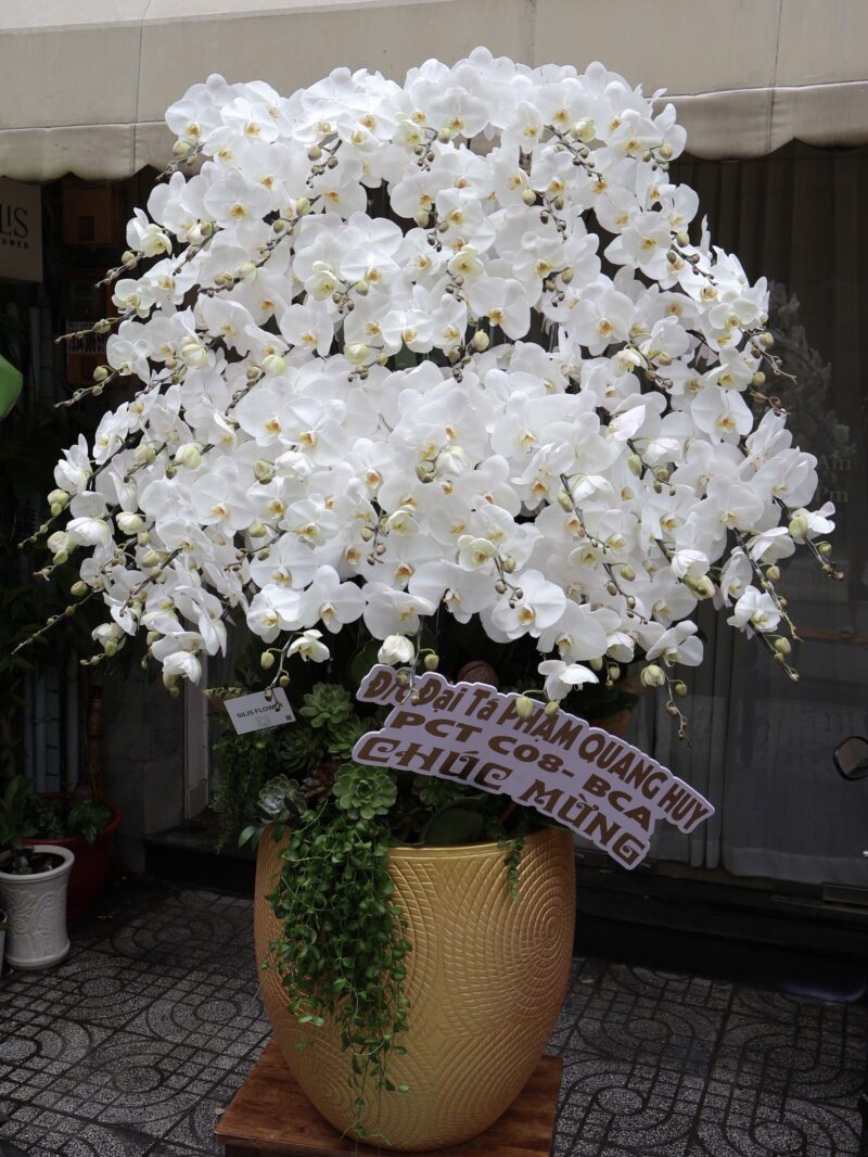 LAN HỒ ĐIỆP TRẮNG 55C - WHITE ORCHID 55C