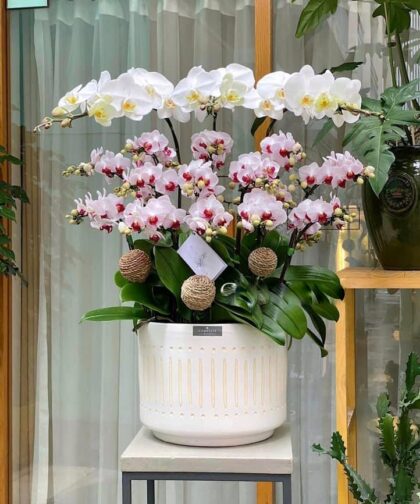 CHẬU LAN HỒ ĐIỆP TRẮNG/MINI TÍM