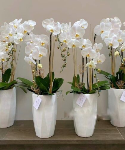 CHẬU LAN HỒ ĐIỆP TRẮNG/2C/CHẬU CAO
