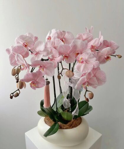 CHẬU LAN HỒ ĐIỆP OMBRE HỒNG