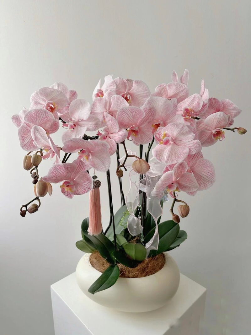 CHẬU LAN HỒ ĐIỆP OMBRE HỒNG