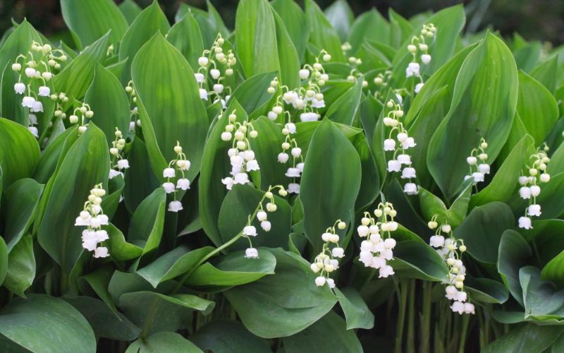 Top 12+ các loại hoa không có mùi thơm đẹp, dễ ứng dụng