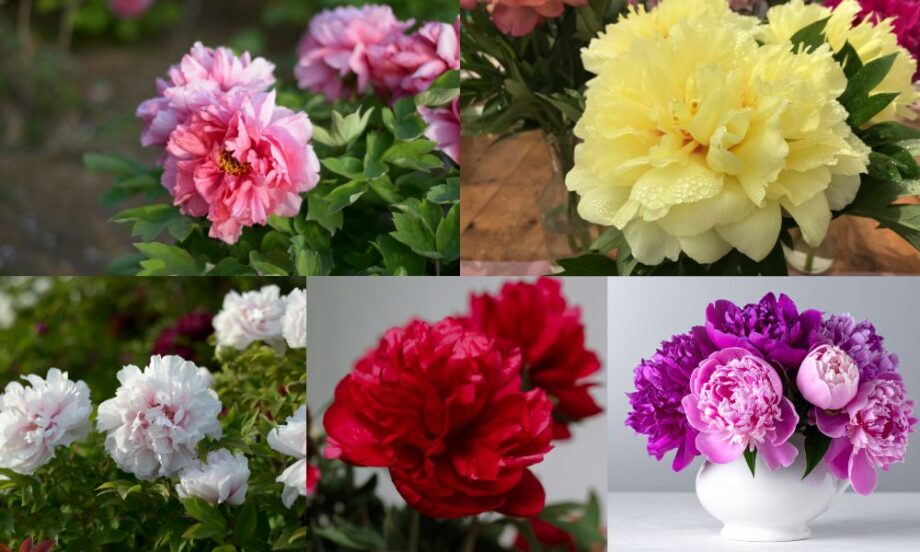 các loại hoa mẫu đơn