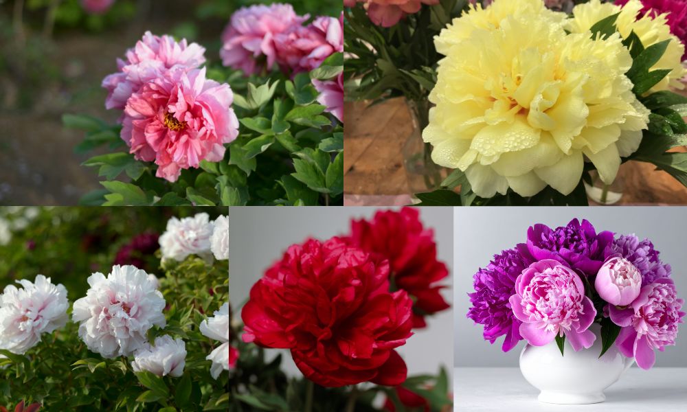 Các loại hoa mẫu đơn đẹp nhất & hướng dẫn chăm sóc