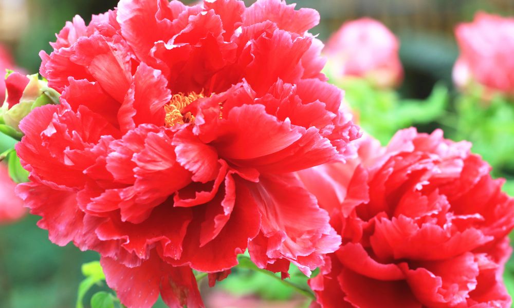 các loại hoa mẫu đơn